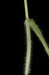 Hairy umbrella sedge